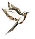 bird1